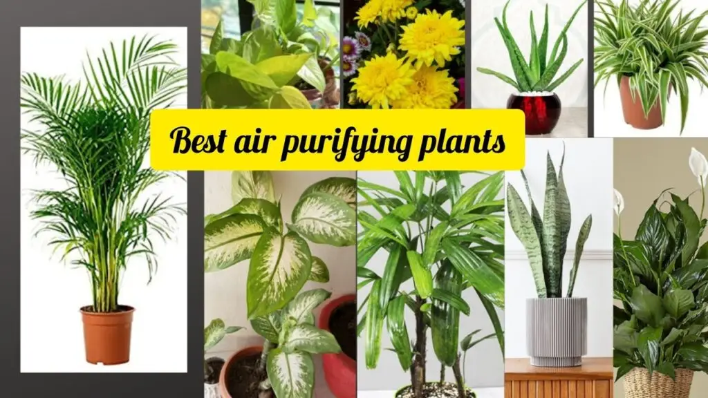 The Ultimate Guide to Air-Purifying Plants for Your Home